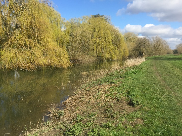 Castle Meadow