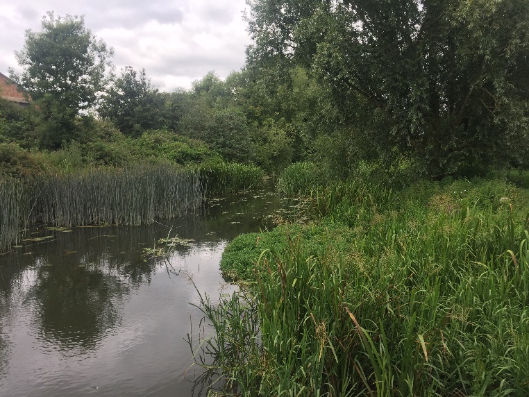 Riverside Meadow