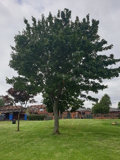 The Dove play area